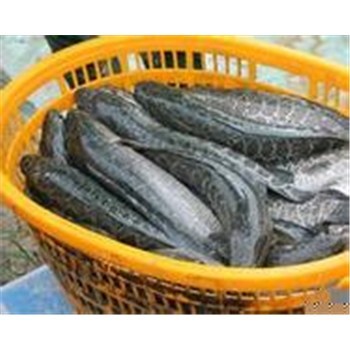 襄陽(yáng)高粱豐收在望，汈汊湖水產(chǎn)養(yǎng)殖產(chǎn)業(yè)聯(lián)動(dòng)發(fā)展新機(jī)遇