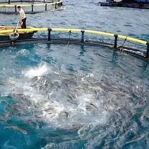 晶合物聯 以智慧水產養殖技術，驅動水產養殖新升級